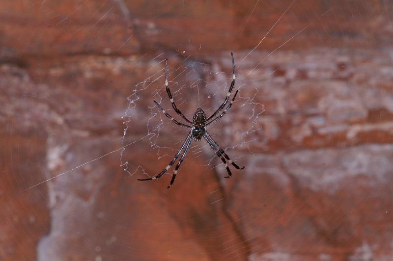 Argiope_ZZ307_D3475_Z_88_Karinji NP_Australie.jpg